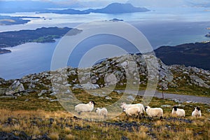 Scottish Blackface sheep breed in Norway