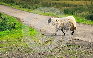 Scottish Blackface sheep crossing road