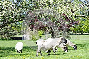 Scottish Blackface Sheep Grazing Under Apple Trees