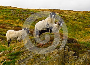 Scottish blackface sheep horned sheep rugged terrain