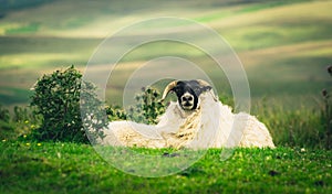 Scottish Blackface sheep looking at camera