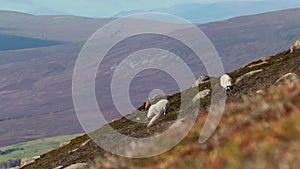 Scottish blackfaced sheep, Ovis aries, grazing on a mountain slope in the morning, Scotland.