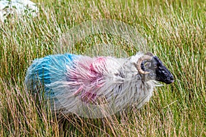 Scottish blackfaced sheep painted with red and blue paint among the grass