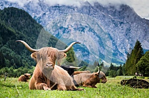 Scottish breed of rustic shaggy cattle also famous as Highland cattle lying on the green gras on the wide meadow in the Logar