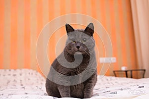 Scottish brittish Shorthair grey blue dramatic cat on a white bed