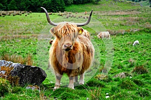 Scottish buffalo, highlander photo