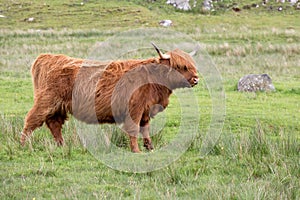 Scottish bull