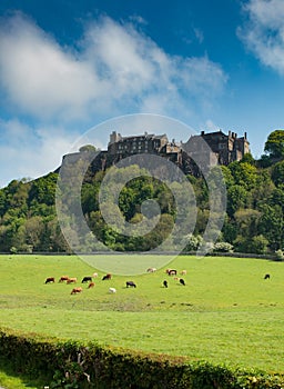 A Scottish castle and cow pasture