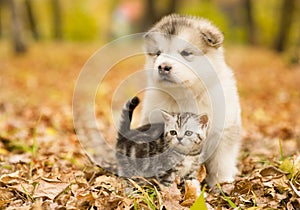 Scottish cat and alaskan malamute puppy dog together in autumn park