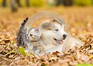 Scottish cat and alaskan malamute puppy dog together in autumn park