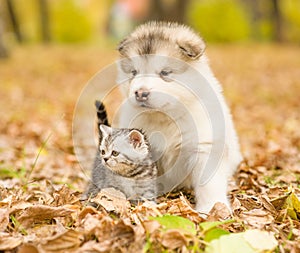 Scottish cat and alaskan malamute puppy dog together in autumn park
