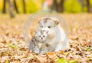 Scottish cat and alaskan malamute puppy dog together in autumn park