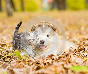 Scottish cat and alaskan malamute puppy dog together in autumn park