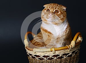 Scottish cat in a basket on a black background