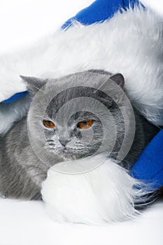 Scottish cat in a cap of Santa Klaus.