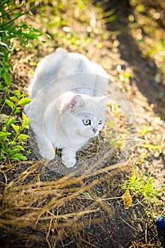 Scottish cat chinchilla with straight ears walks on outdoors