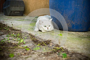 Scottish cat chinchilla with straight ears walks on outdoors