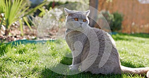 Scottish cat close up in backyard garden. Gray furry cat outdoor sitting on lawn
