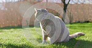 Scottish cat close up in backyard garden. Gray furry cat outdoor sitting on lawn