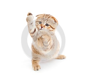 Scottish cat fold playing ball isolated