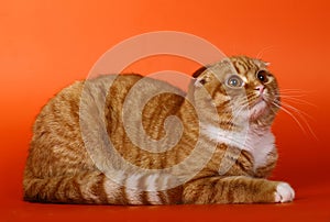 Scottish cat on an orange background