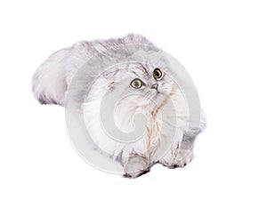 Scottish cat silver white chinchilla fold lying on a white background