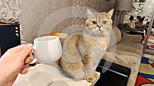 A Scottish cat sits on a table near a couch in a room of an apartment building. A man holds a ceramic cup of coffee in his hand