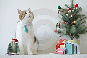 scottish cat wear green necktie sit on white table with christmas tree gift box and ornament decorate background