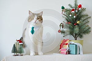 scottish cat wear green necktie sit on white table with christmas tree gift box and ornament decorate background