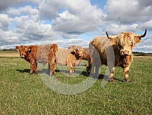 Scottish Cattle in a Green Pasture