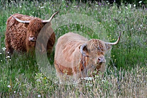 Scottish cattle have a hostile to sinister expression. Scotland, UK