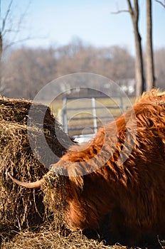 Scottish Cattle head in hay mound, horns are covered in hay.