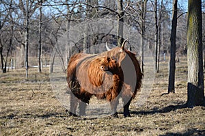 Scottish Cattle in pasture late winter