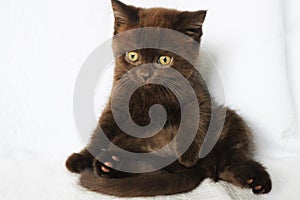 Scottish chocolate cat.