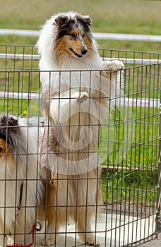 Scottish Collie dog