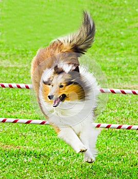 Scottish Collie Jumping in Agility Competition