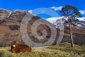 Scottish coo rests on grass