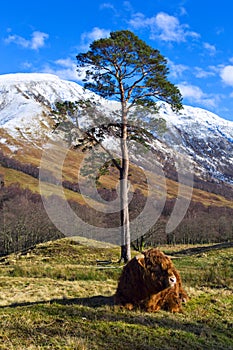 Scottish coo rests on grass