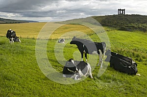 Scottish countryside landscape with cows. Stonehaven. Scotland.