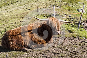 Scottish cow