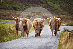 Scottish Cow