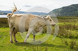 Scottish cow on the grass