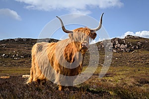 Scottish cow of the highlands, Scotland Great Britain