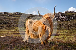 Scottish cow of the highlands, Scotland Great Britain