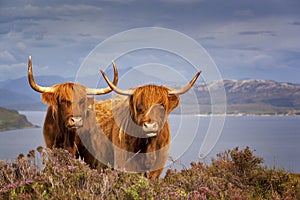 Scottish Cow IV