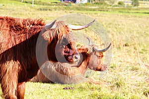 Scottish cow in Lofoten