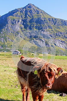 Scottish cow's calf in Lofoten