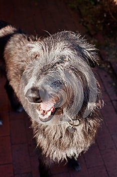 Scottish Deerhound