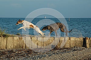 A Scottish Deerhound and a Borzoi plays at a beach