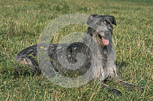 Scottish Deerhound, Dog Laying on Grass